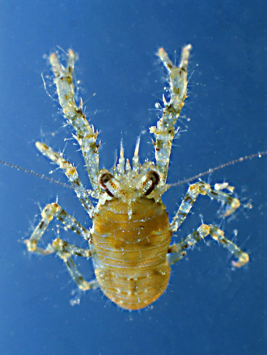 Crostacei
